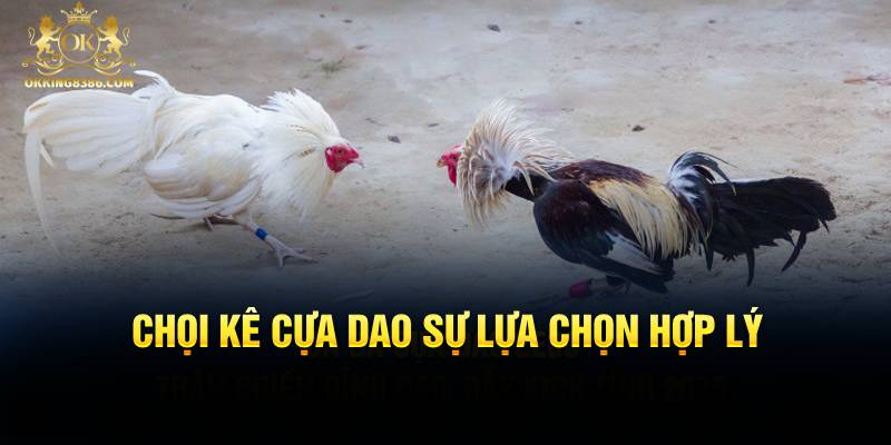 Chọi kê cựa dao sự lựa chọn hợp lý