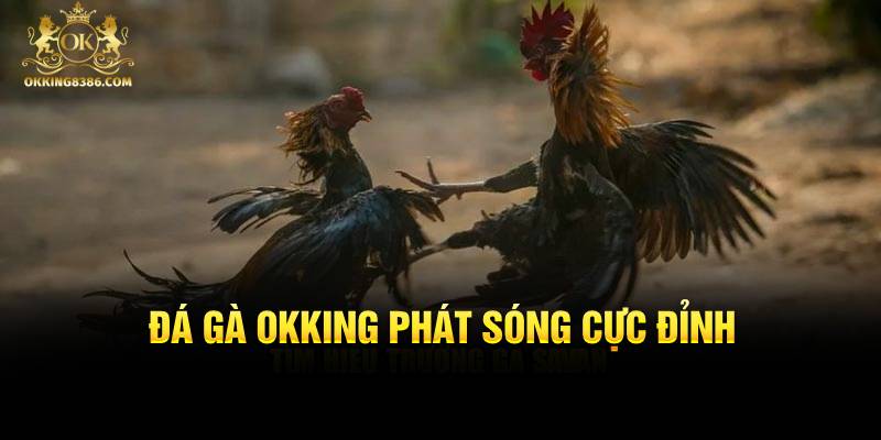 Đá gà Okking phát sóng cực đỉnh