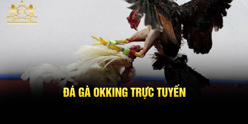 Đá gà Okking trực tuyến